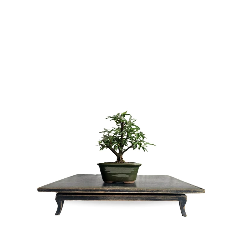 Bonsai Caliandra Branca 3 anos - 01908