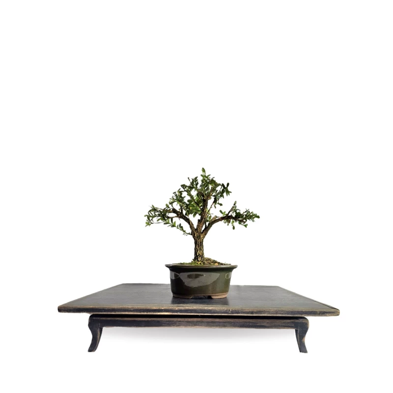 Bonsai Buxus Harlandii 3 anos - 01915
