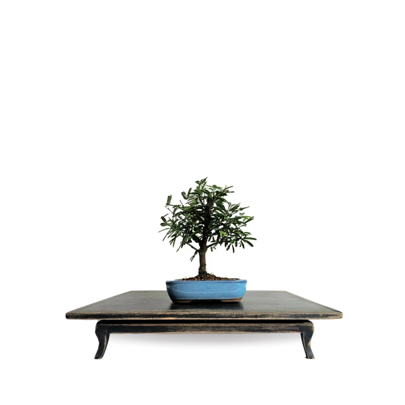 Bonsai Caliandra Branca 4 anos - 01922