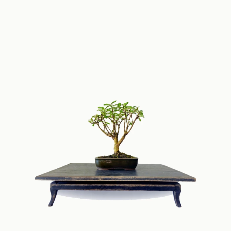 Bonsai Mini Goiaba 4 anos - 01784