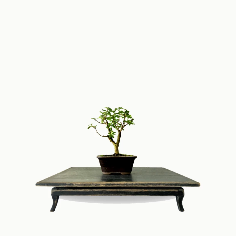 Bonsai Mini Goiaba 3 anos - 01785