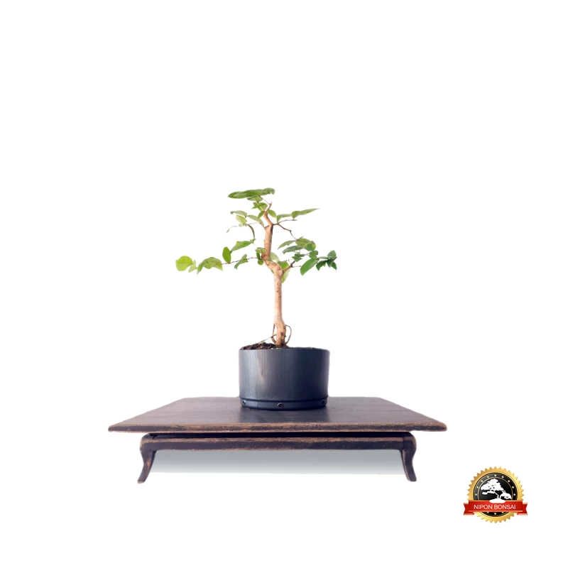 Pré Bonsai Pitanga 4 anos - 01595