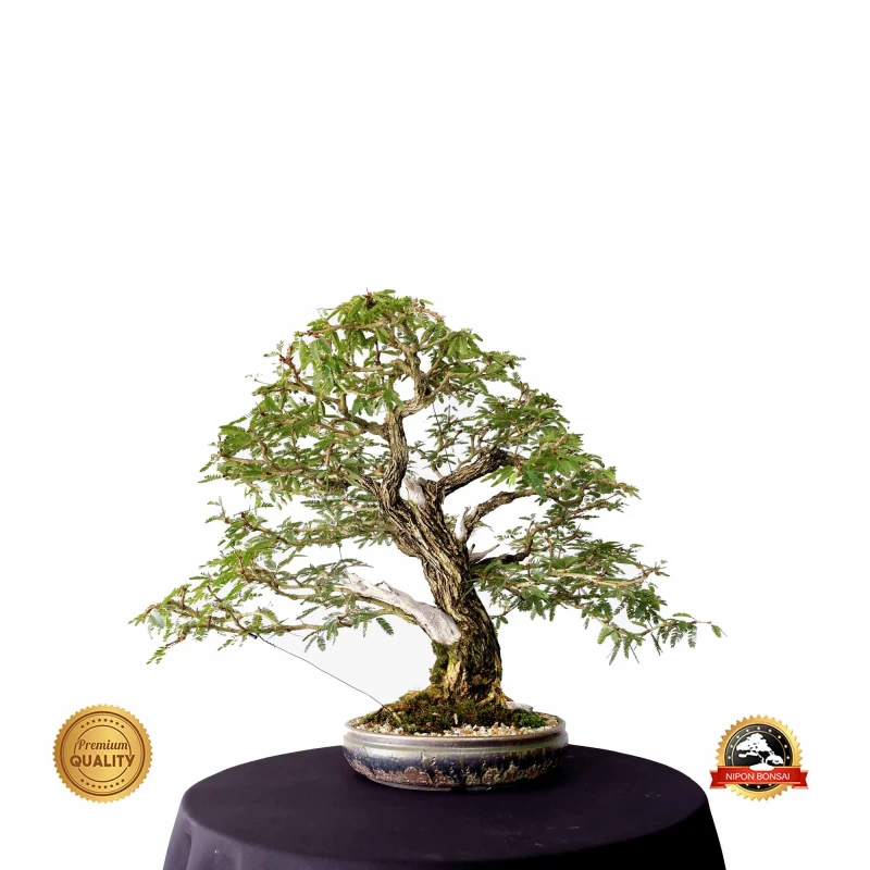 Bonsai Caliandra spinosa 35 anos - 00467