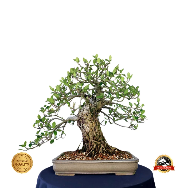 Bonsai Ficus green island 25 anos - 00583