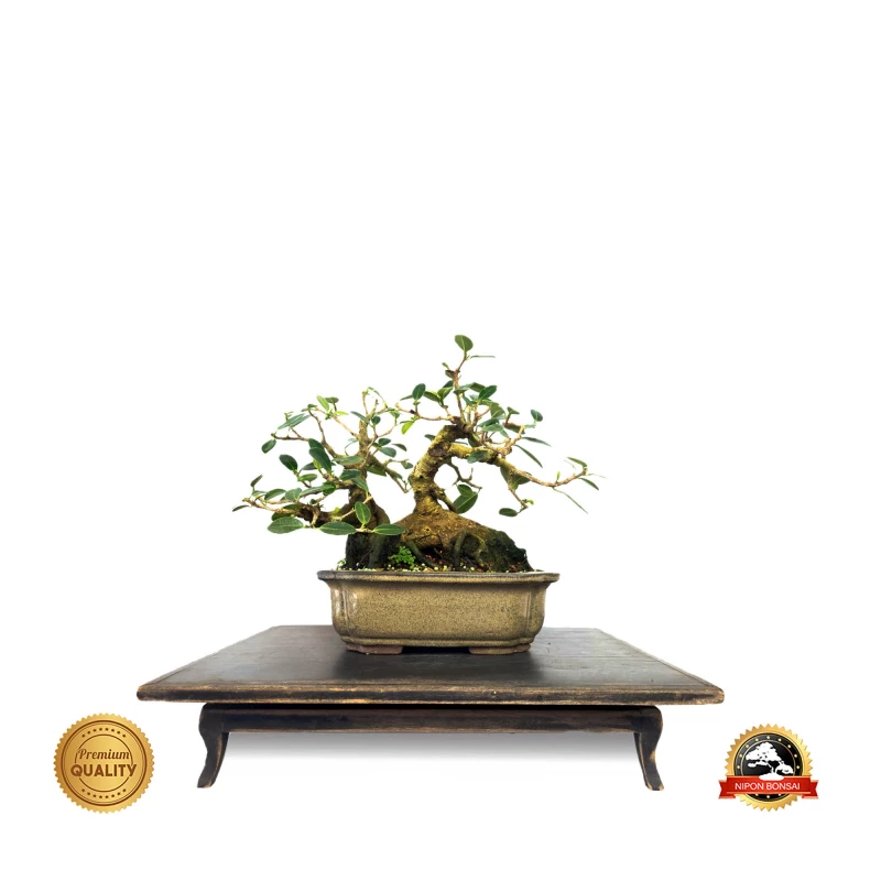 Bonsai Ficus Green Island 16 anos - 01025
