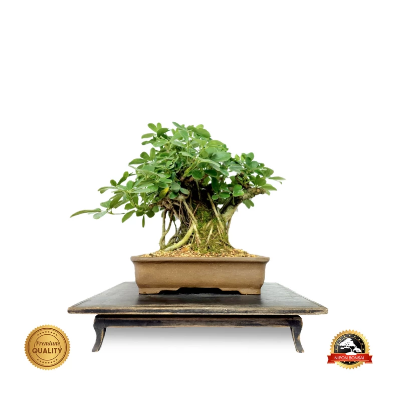 Bonsai Schefflera 12 anos - 01792