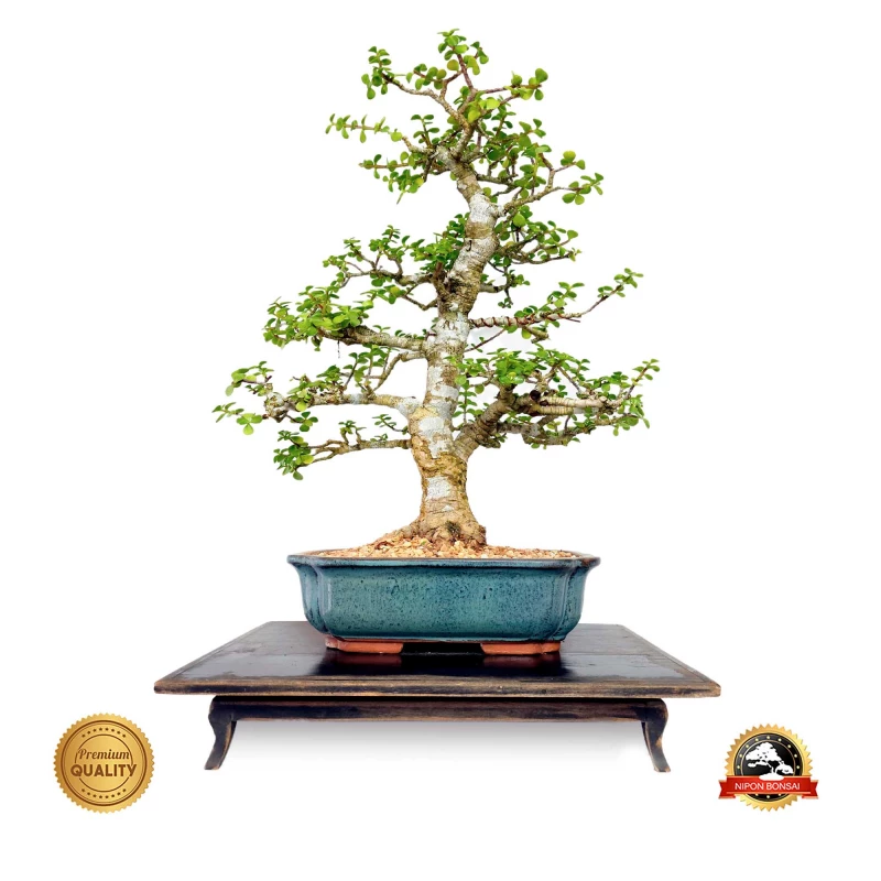 Bonsai Portulacaria 18 anos - 01793