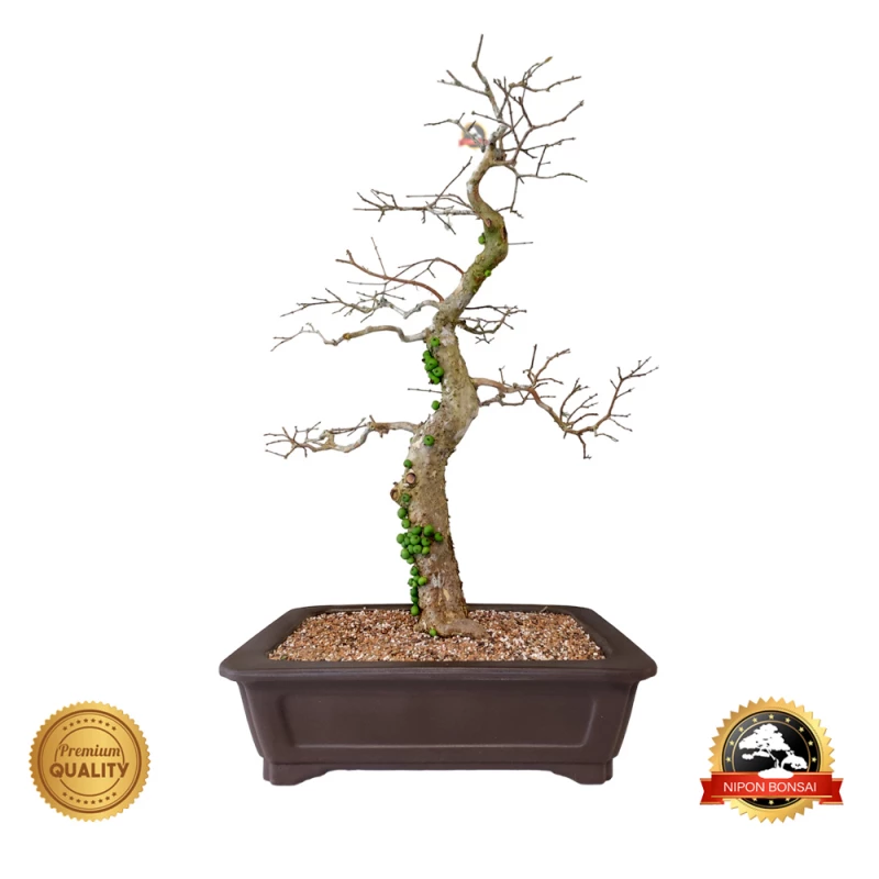 Bonsai Jabuticaba Hibrida 16 anos - 00942